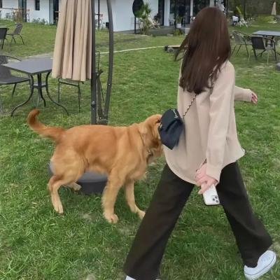 巨齿鲨2